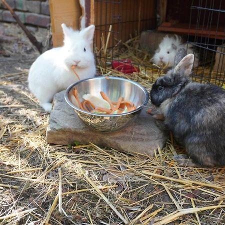 Huette Mit Herz Im Harz Apartment Meisdorf ภายนอก รูปภาพ